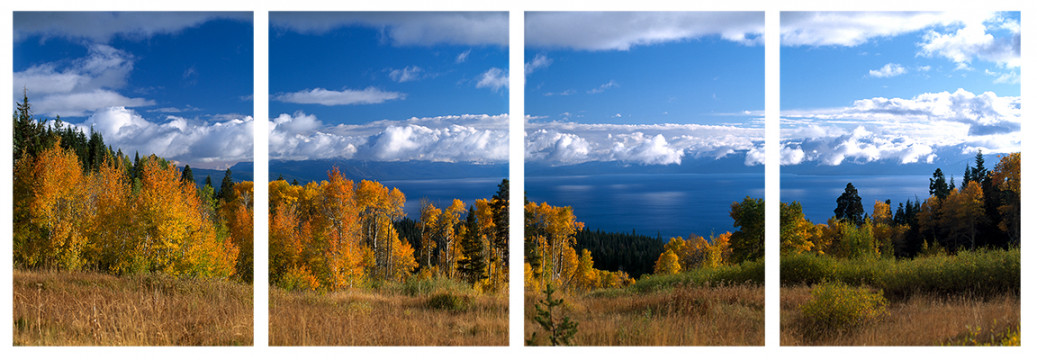 Autumn Aspens
